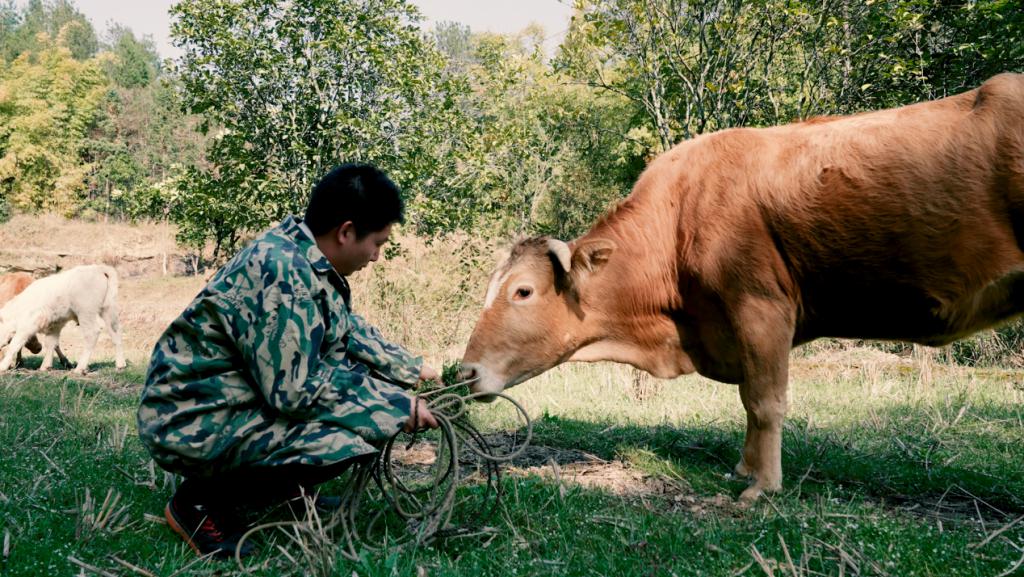 :95 後青年返鄕創業:廻村養牛,逆流而上